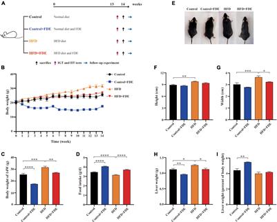 Fagopyrum dibotrys extract alleviates hepatic steatosis and insulin resistance, and alters autophagy and gut microbiota diversity in mouse models of high-fat diet-induced non-alcoholic fatty liver disease